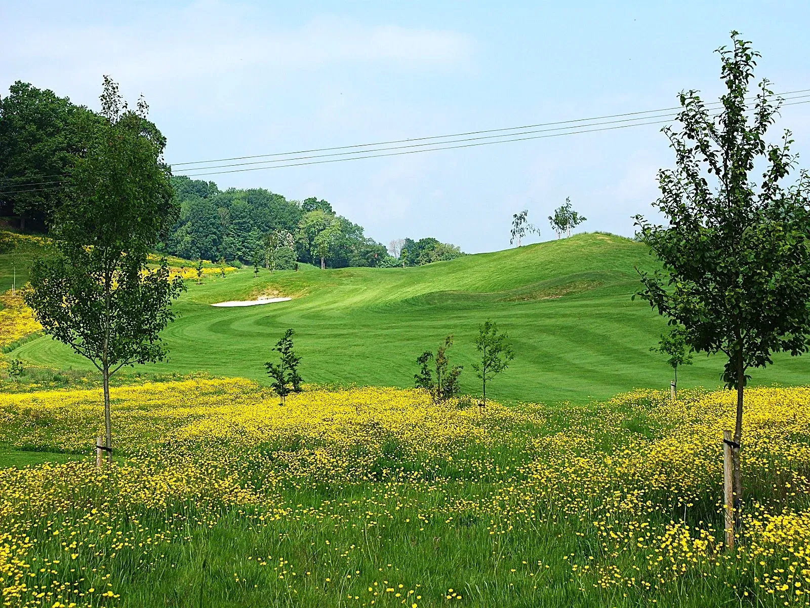 wildflowers on the golf course