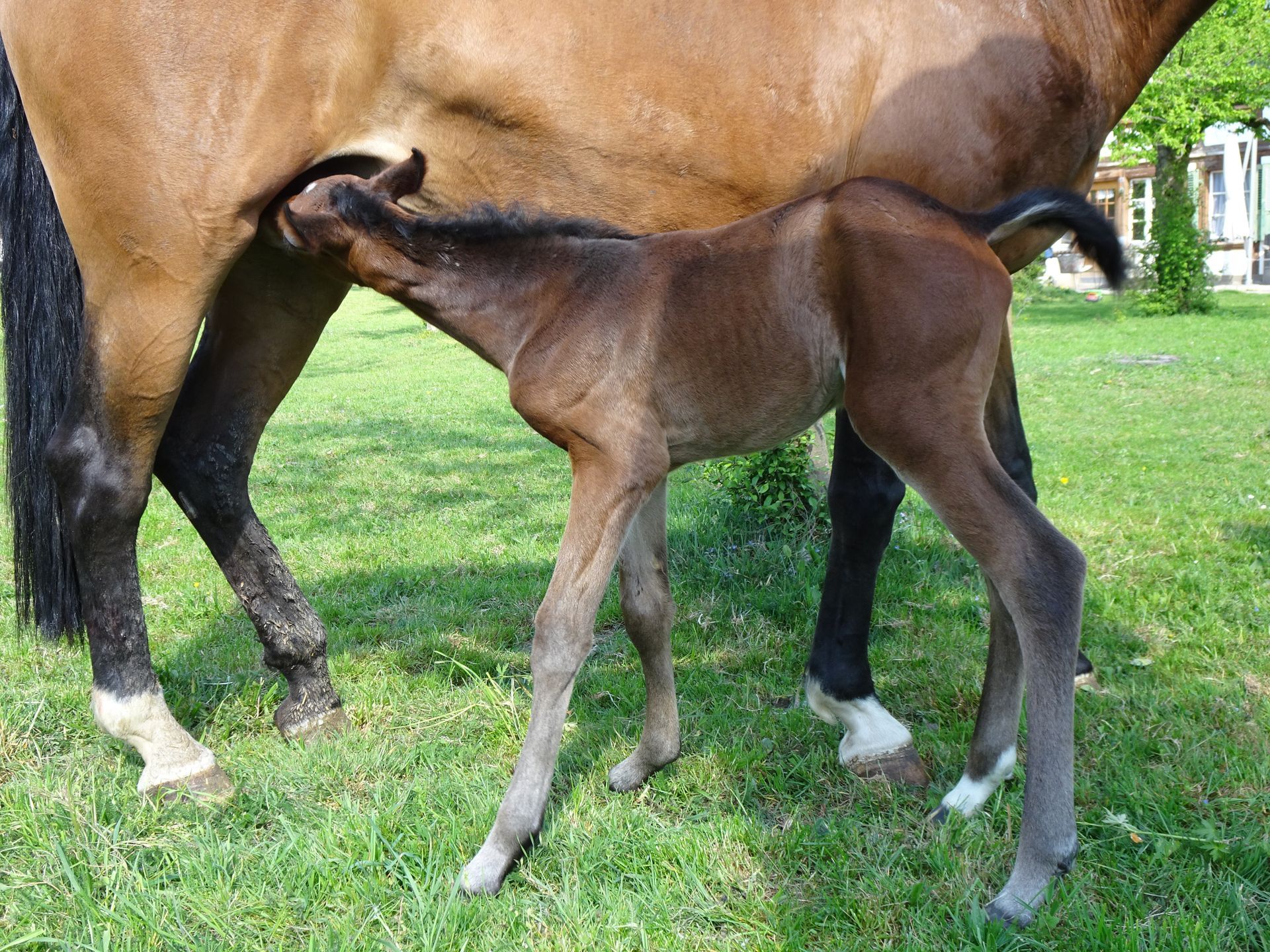 Ein braunes Pferd steht neben einem kleinen braunen Fohlen im Gras.