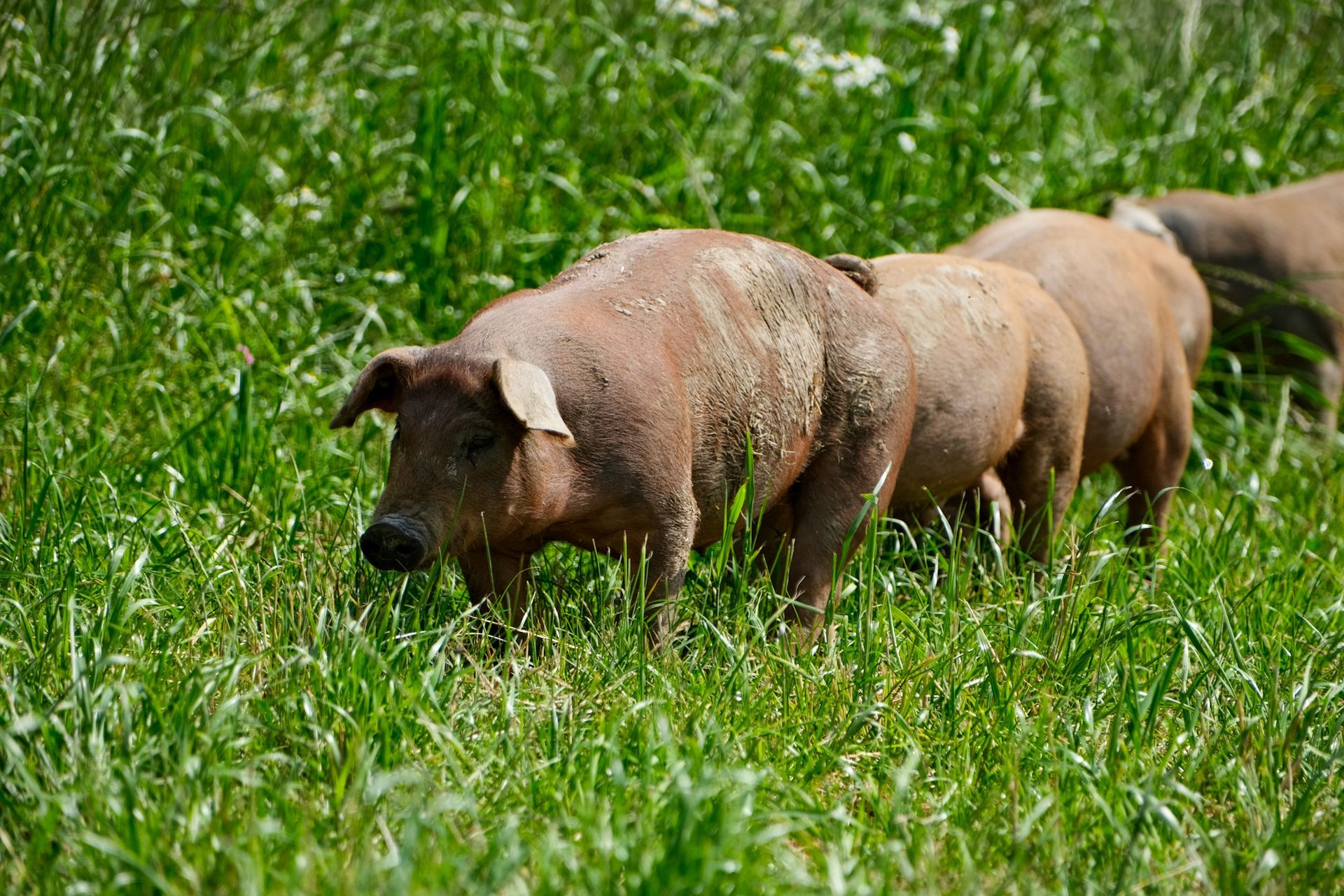 Eine Herde Schweine steht auf einer Wiese.