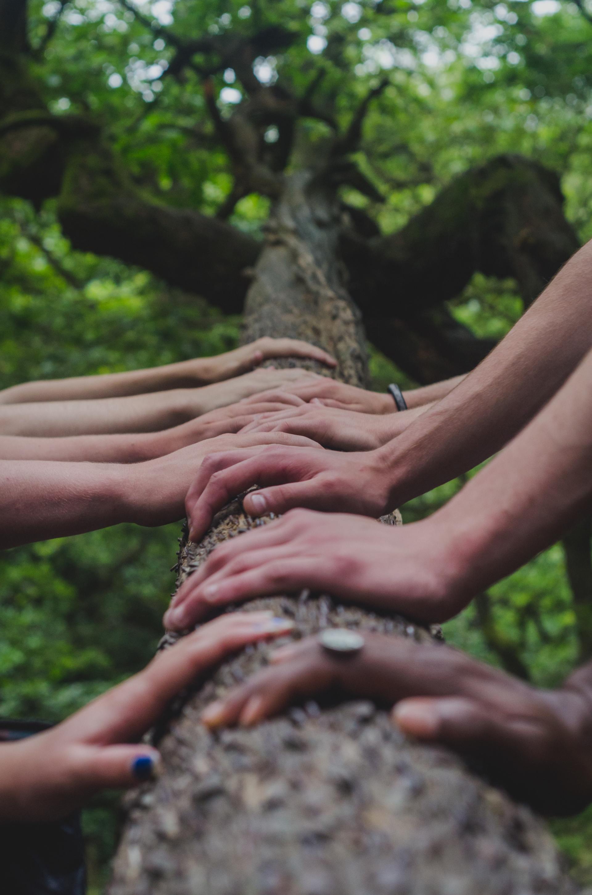 Lots of hands lined up next to each other on a log