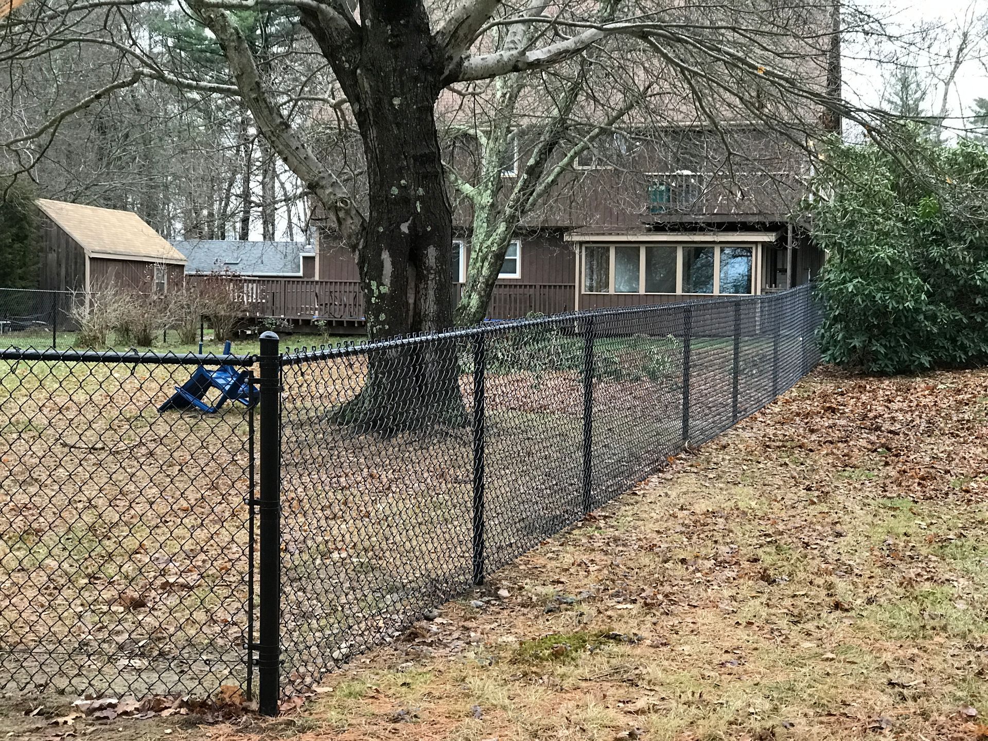 A chain link fence surrounds a yard with a house in the background.