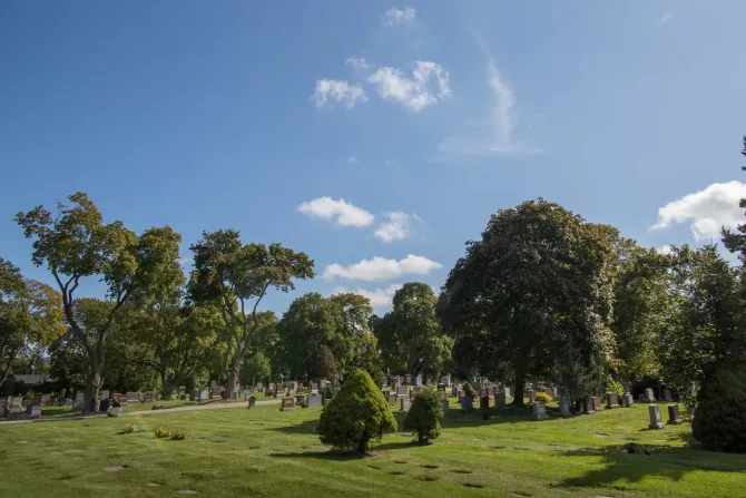 Sunlit park with scattered trees, green grass, and a bright blue sky with a few clouds