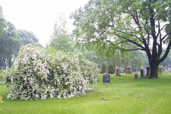 Grassy cemetery with gravestones, a large tree, and a fallen white-flowering bush
