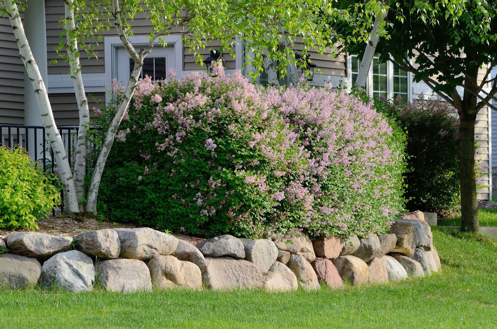 Flowering shrub in a landscaped yard bordered by large stones, with a house and trees in the background