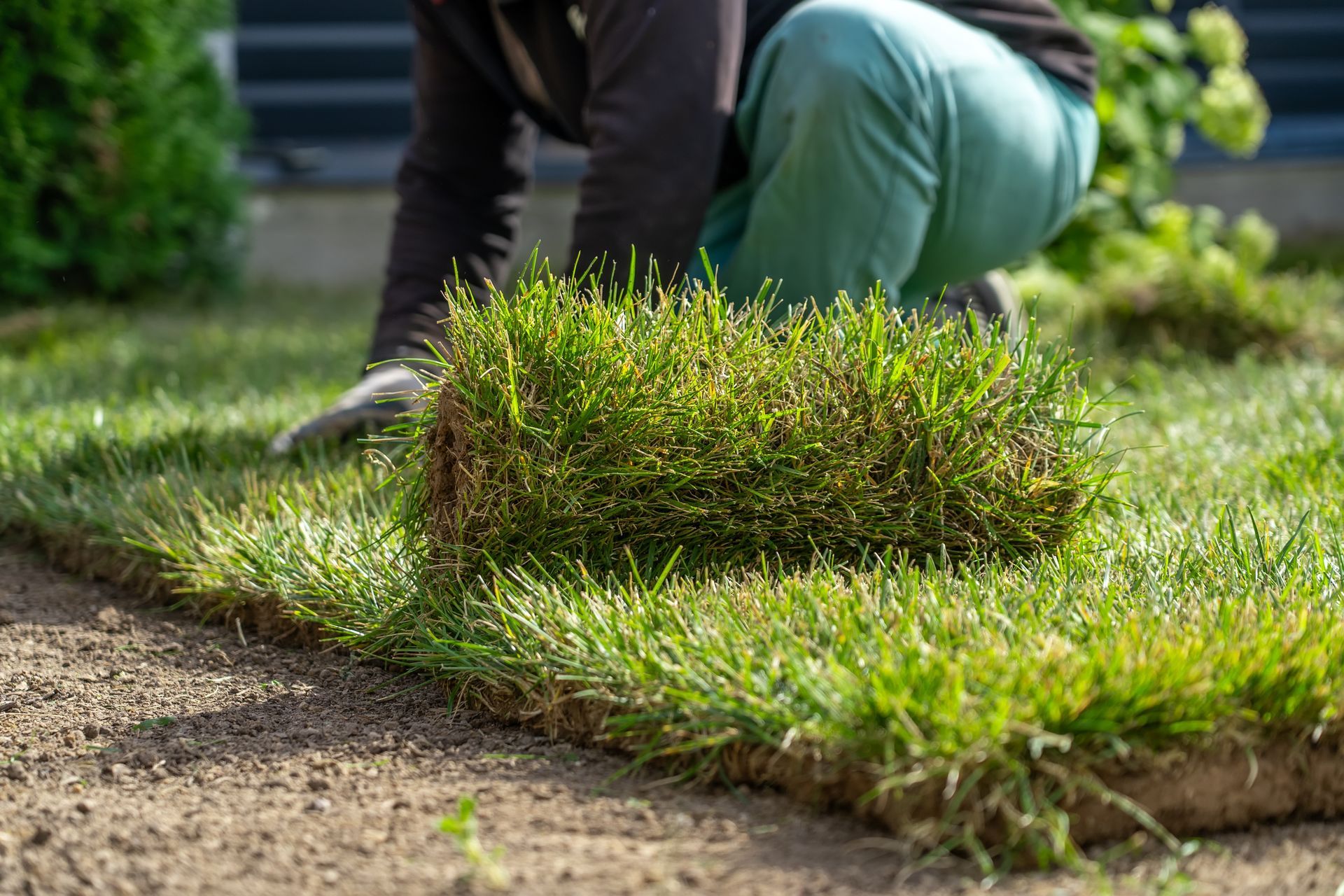 A person kneeling on soil while installing fresh grass sod in a yard.