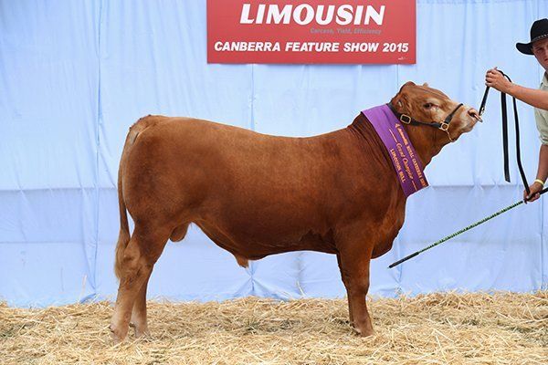 Canberra 2015 Grand Champ Bull