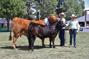 Canberra 2015 Grand Champ Female