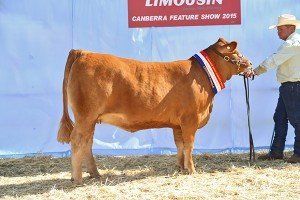 Canberra 2015 Intermediate Champ Female