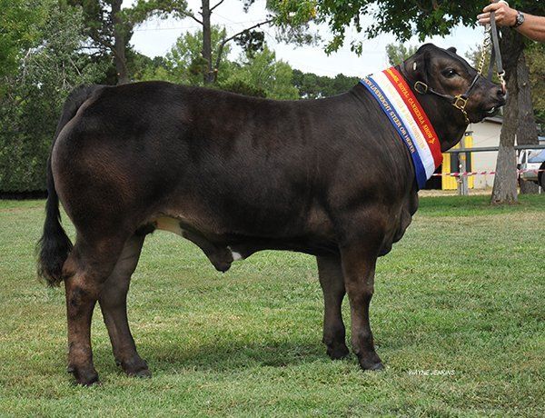 Open Champion on Hoof & Grand Champion