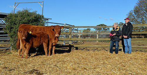Carolyn Tooth, Principal Longreach Limousins with Glenn Trout, Manager Birubi Limousins Wagga Wagga with top priced female Lot 44 Longreach Maxine Jetstar.