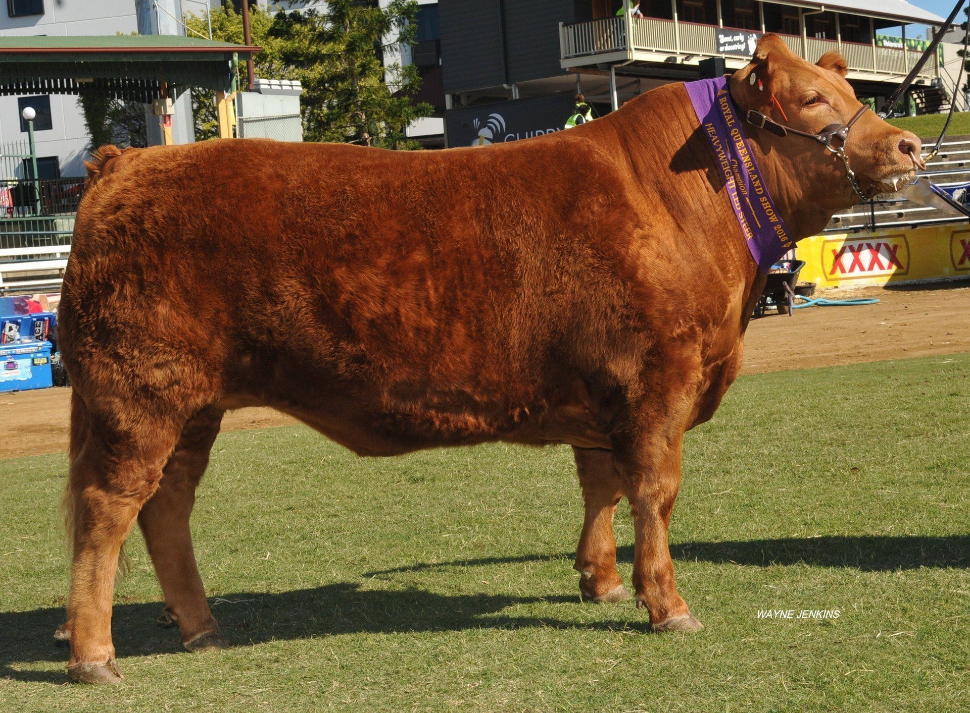 Champ-HW-steer-lot-916