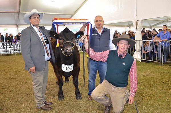 Champion Export Steer on Hoof 600
