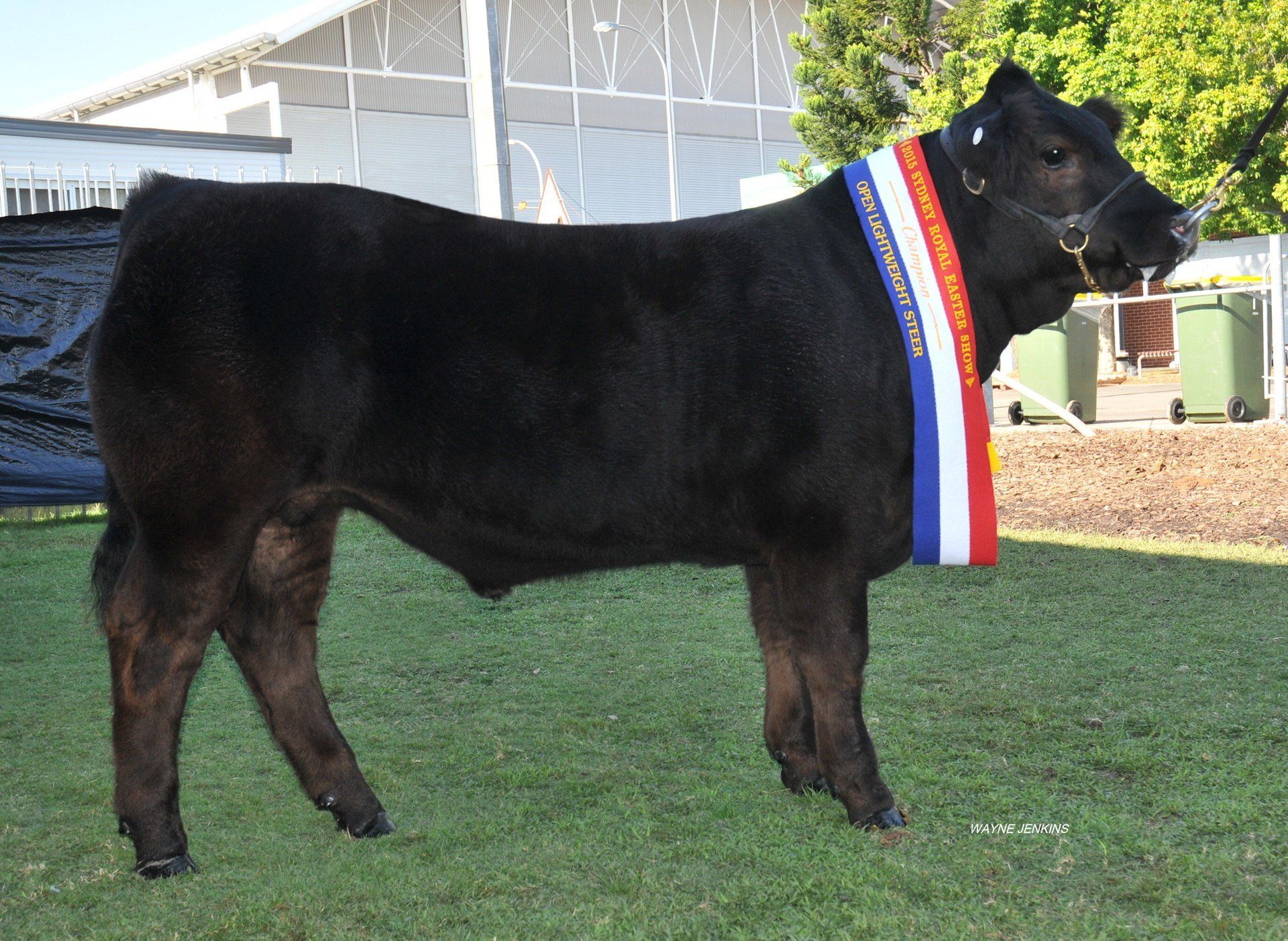 Champion LW-steer and Grand champion steer