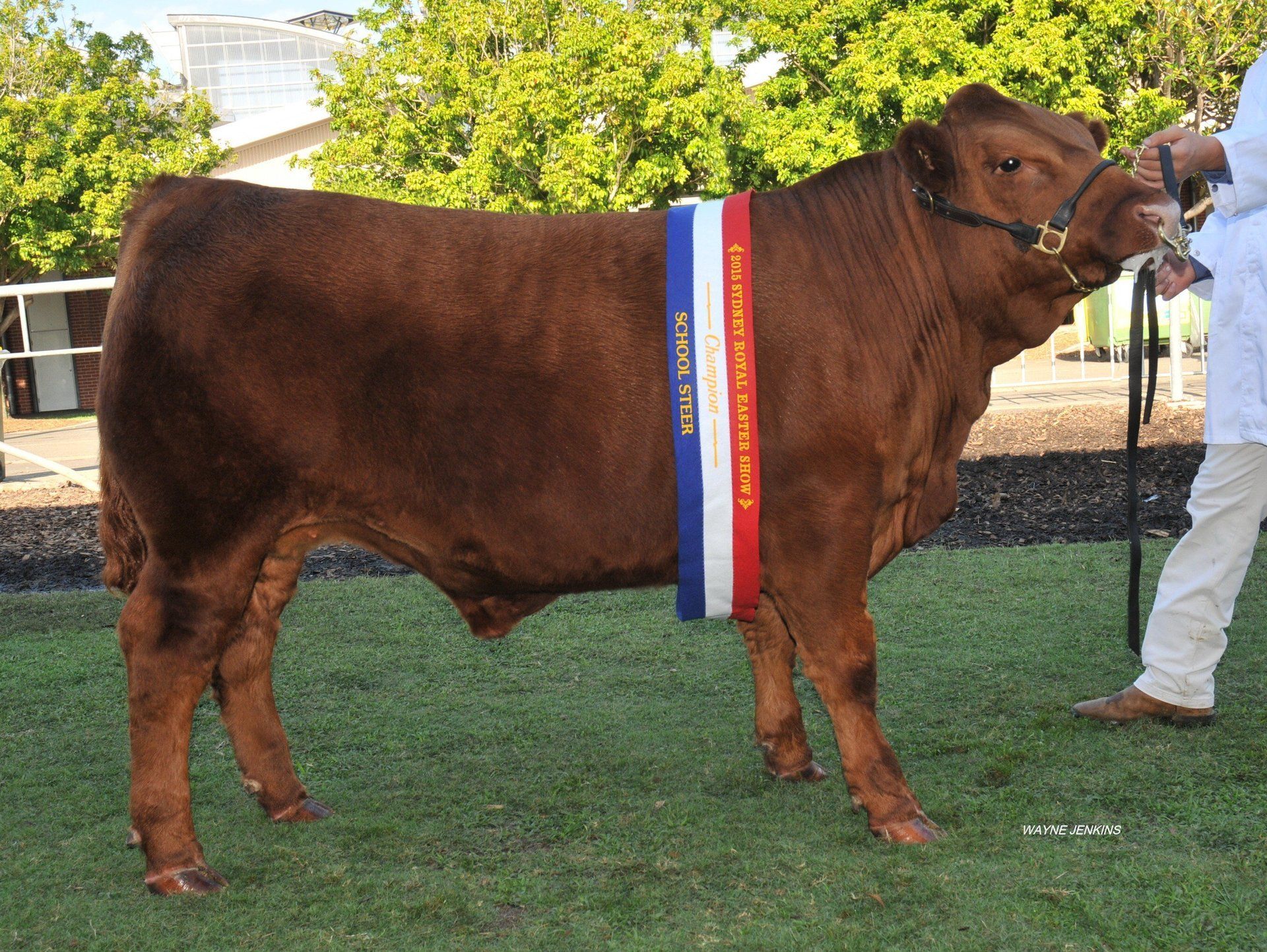 Champion School steer