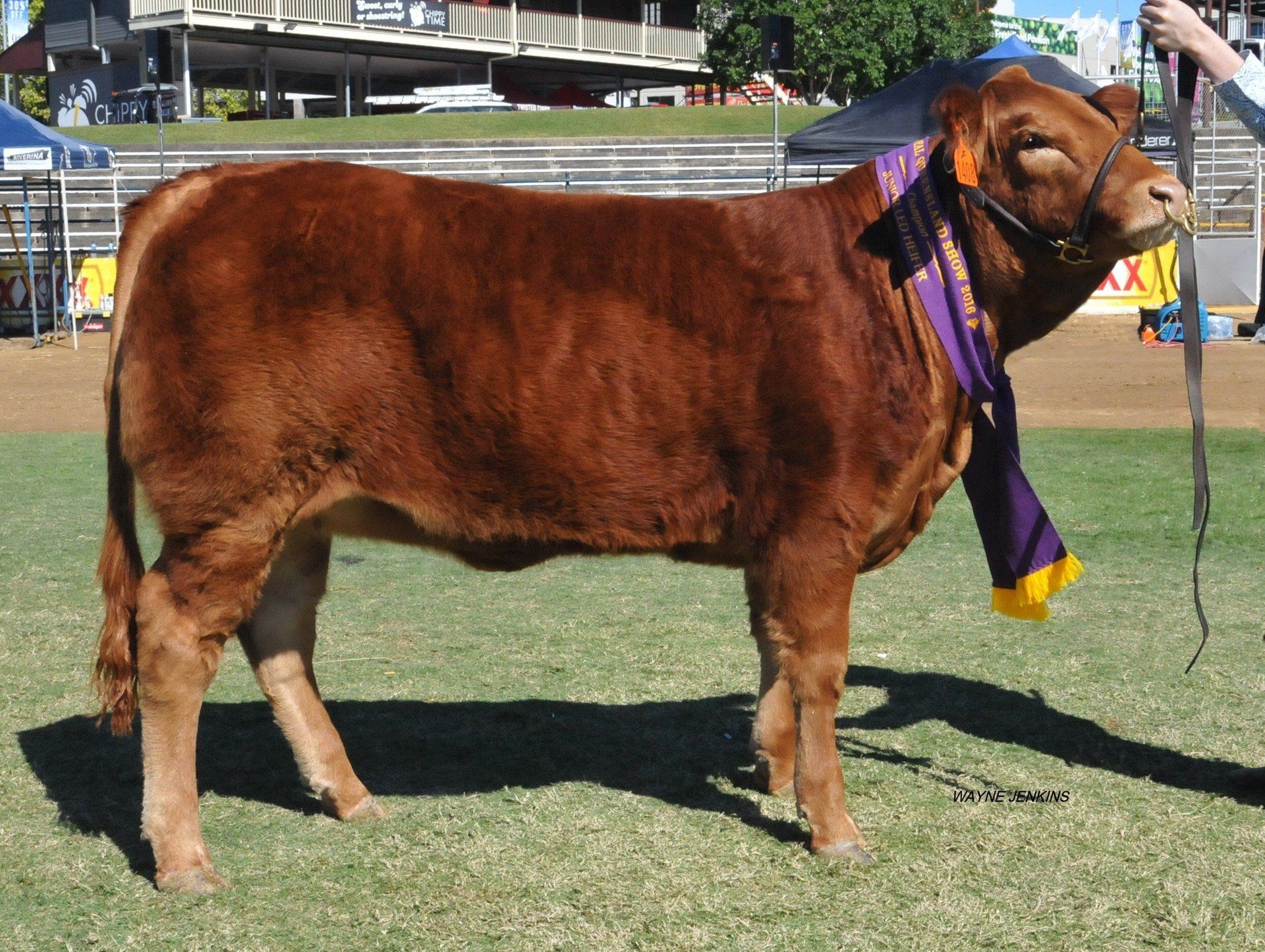 Champion heifer school