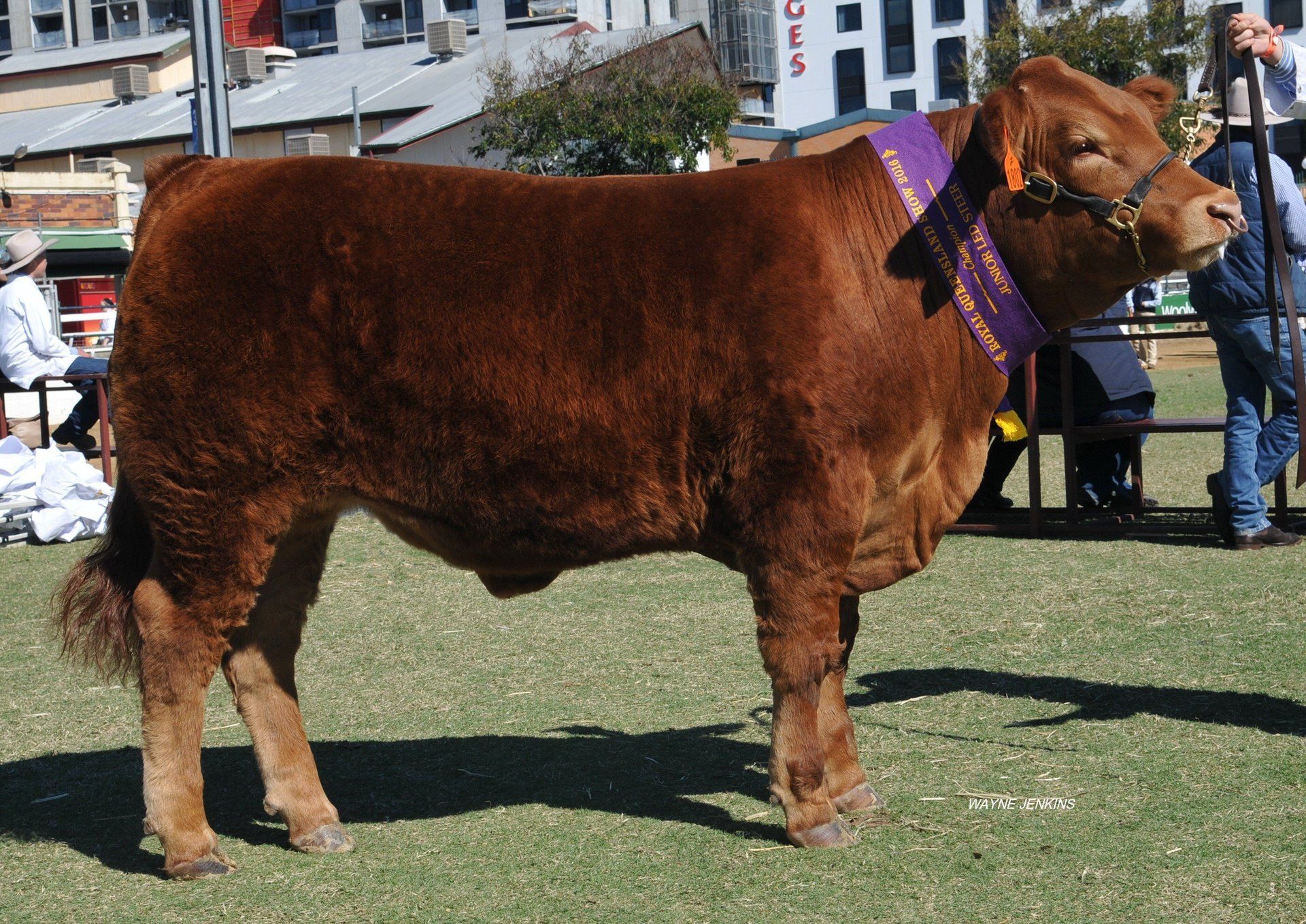 Champion school steer