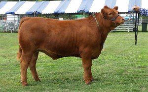 Grand Champion Carcase, 94.5 points CB Limousins N & C Wieck