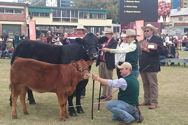 Grand Champ Cow CGCPJ3 1