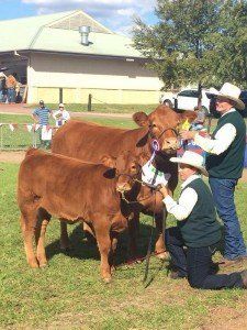 Above: Grand Champion Female Birubi Hellene H15, sold for $14,000