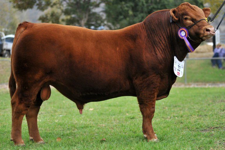 Grand Champion Bull