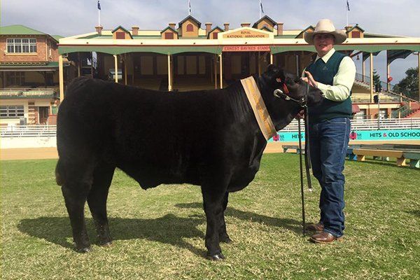 Grand Champion Car case 6001