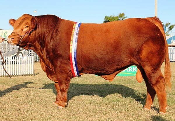 Grand Champion Limousin Bull Beef Week 2015