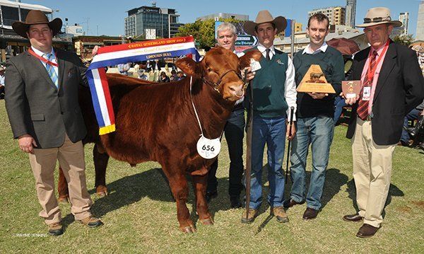 Grand champion bull at Brisbane show 2015 shown by Paul Forman, Bundaberg, Q, with judge Hayden Green , Mittagong, NSW, and sponsors Michael Fallown and Nick Luck, Brisbane