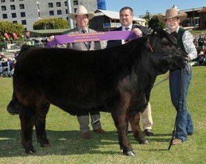 Grand champion heavy weight steer at Brisbane held by Carmen Sowden Kingaroy and sashed by judge Brett littler and Rob Carratt manger of Woolworths