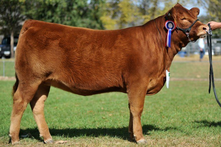 Junior Champion Female MCP