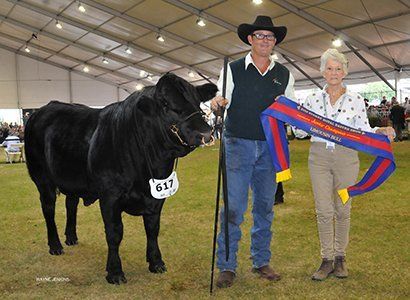 Junior champion bull at Sydney 2016, paraded by Scott Myers, Moss vale, NSW and sashed by Annette Tynan, Wagga, NSW.