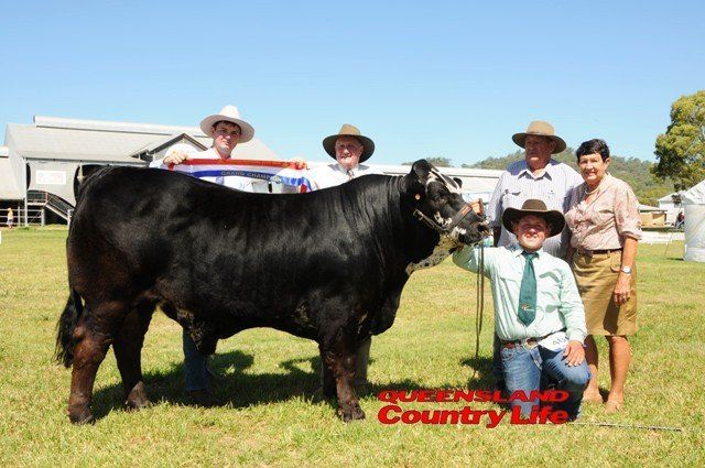 Toowoomba Royal Show Led steer judge Rob Laycock and his grandson, associate judge Gareth Laycock, Clay Gully Simmentals, Esk, sashing the Grand Champion led steer, Tucker, owned by Bob and Elaine Dull, Hillview Led Steers, Gowrie Mountain, and paraded by Jamie Hollis, Pittsworth. Photo courtesy of QCL.