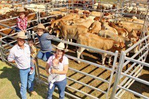 limousin, bull, cage, family