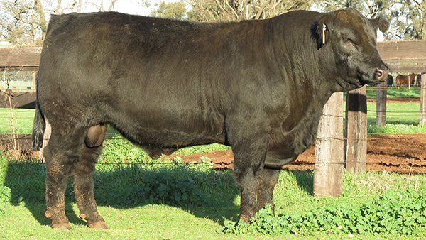 Lot 18 2