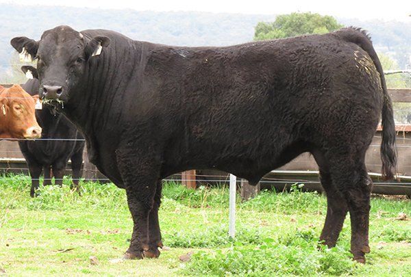 Lot 7 22