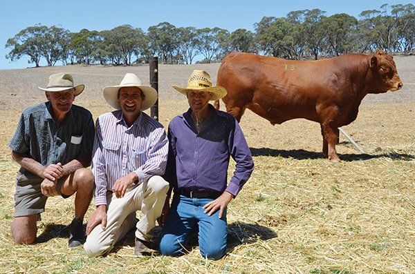 Maryvale Limousins’ Matt Vogt is flanked by Sam and Graham Jaeschke, Waikerie, who paid $6000 for Maryvale Jinka J417. Photo courtesy Carla Wiese-Smith, Stock Journal.