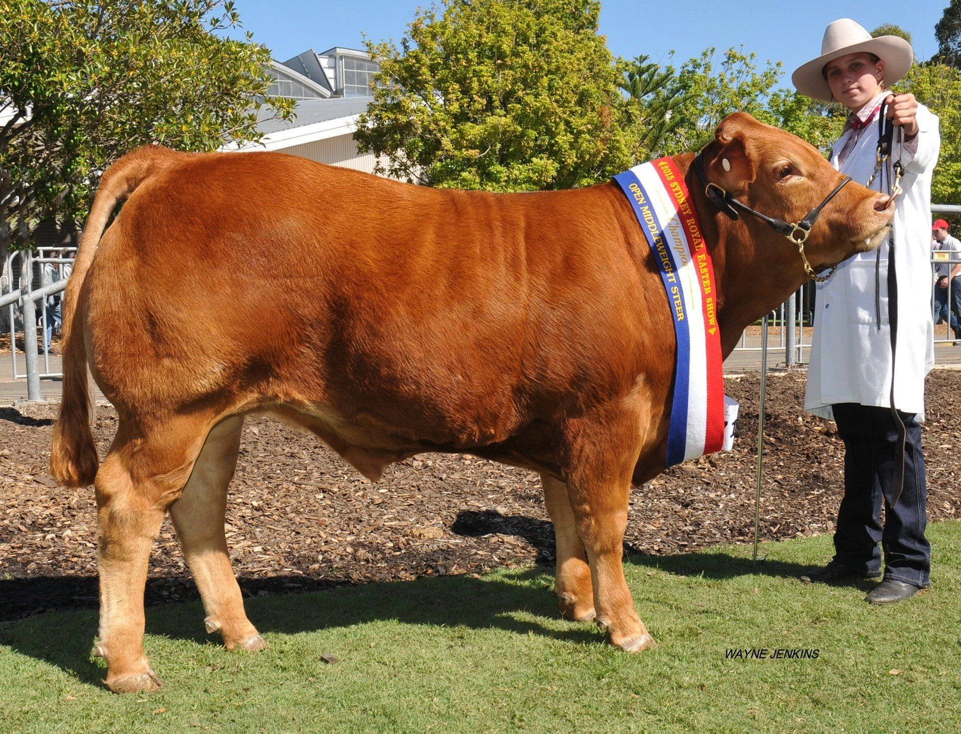 Champion middleweight steer 