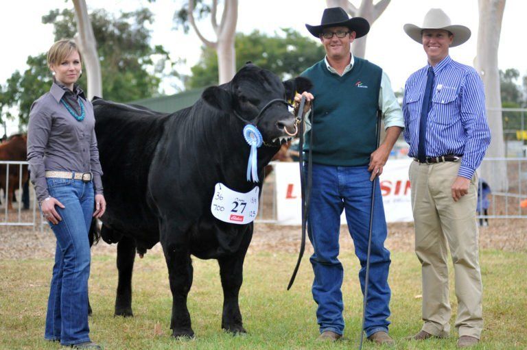 Reserve Junior Champion Bull