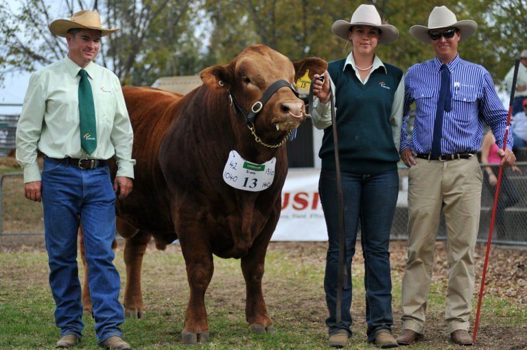 Reserve Senior Champion Bull