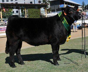 Reserve champion middle weight steer