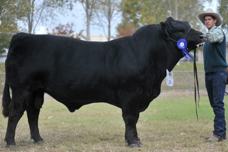 Senior Champion Bull