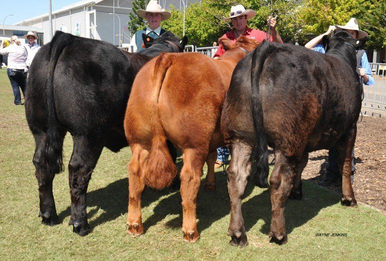 Stan Hill Steer