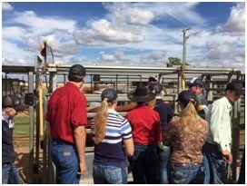 Students watching a visual assessment of the degree of finish on a Limousin steer.