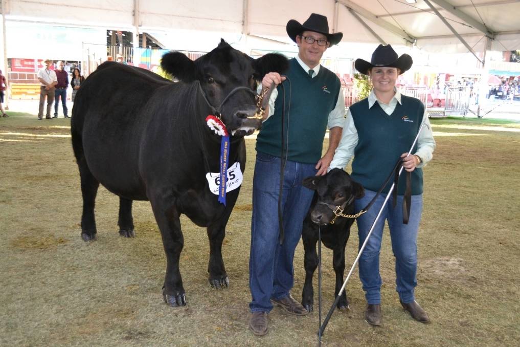 The best Limousin exhibit was the senior and grand champion female Flemington Courtenay F18, exhibited by Myers Limousins, Moss Vale. Pictured with the female are exhibitors Scott Myers and Samantha Beresford. Photo courtesy The Land.