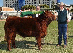 Woolworths manager Rob Carratt sashed he reserve champion heavy weight steer at Brisbane 2015 held by Brendan Lynford St johns College Dubbo NSW at Brisbane show 2015