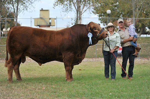 bull family