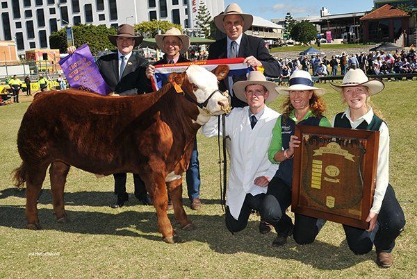Cow award with frame