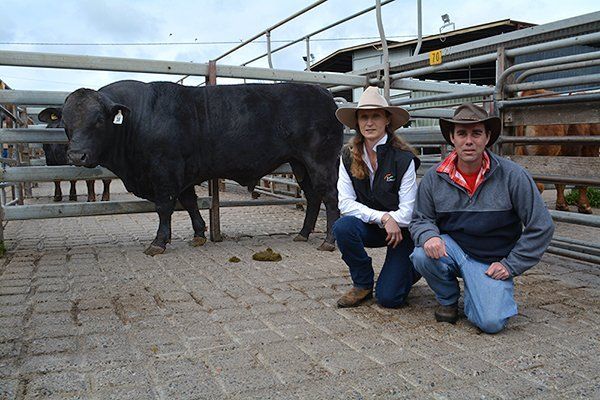 cow people sitting