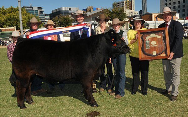 grand champion led steer