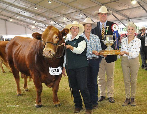 limousin 638