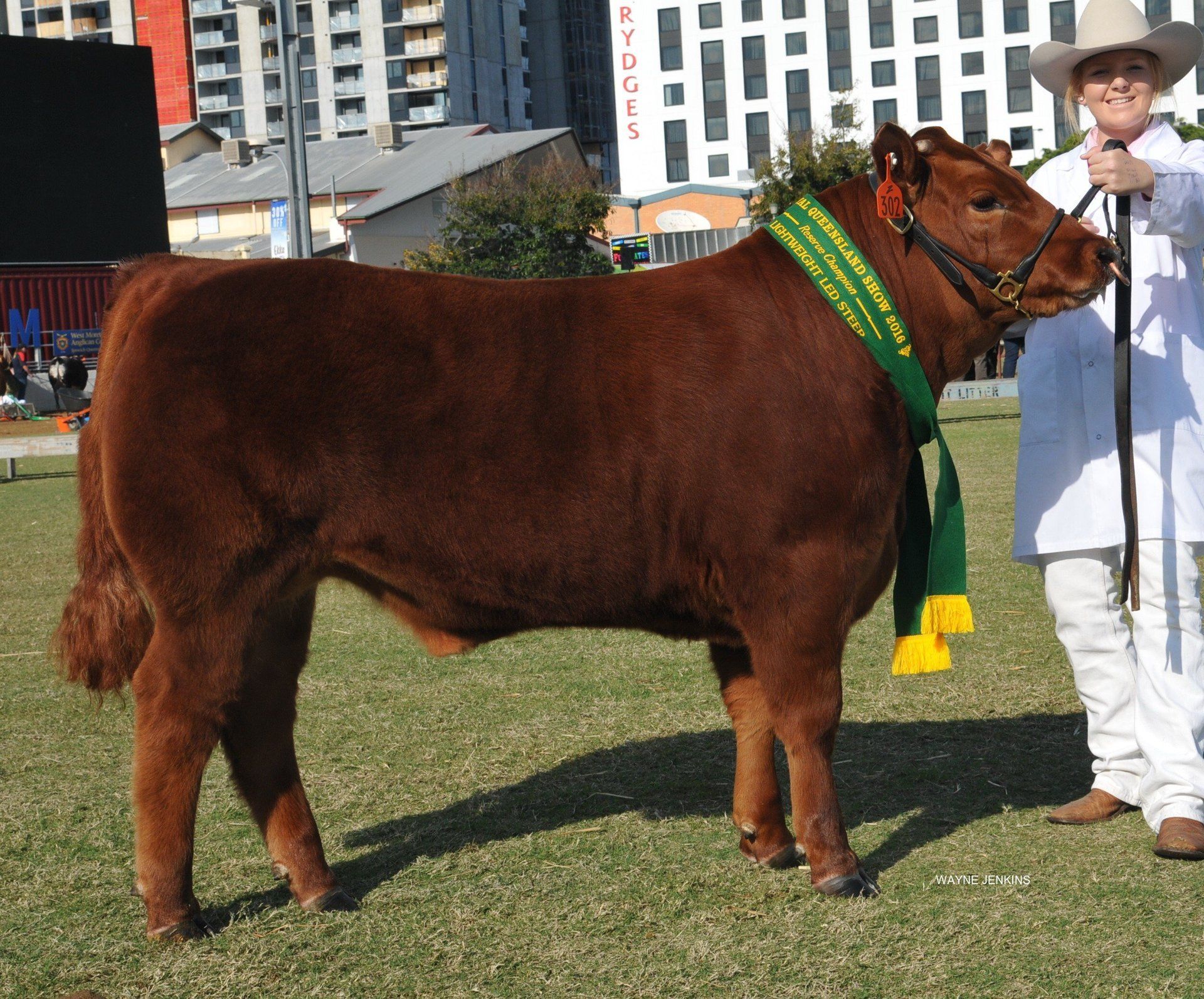 lot 302 Reserve champion light
